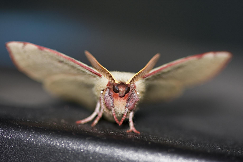 How To Get Rid Of Moths In Carpet