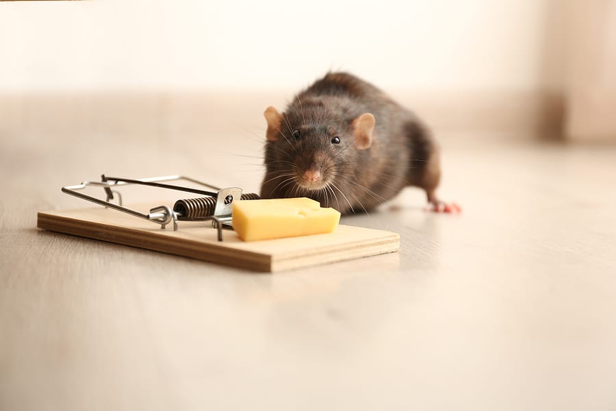 8 Tips To Keep Mice And Rats Out Of Your Warehouse