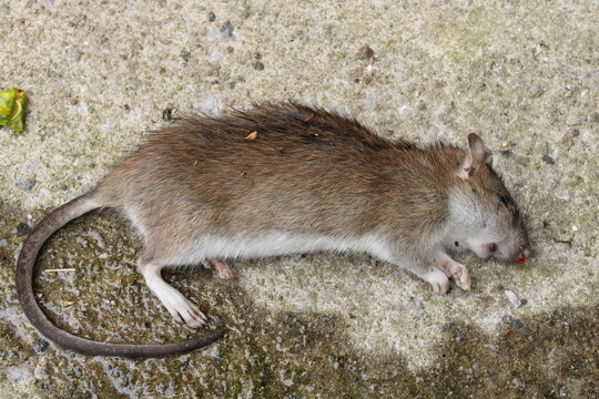 How To Dispose Of A Dead Rat?
