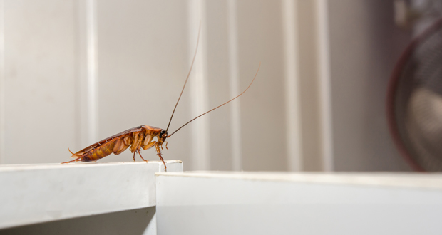 Pest Control in Restaurants and Hotels