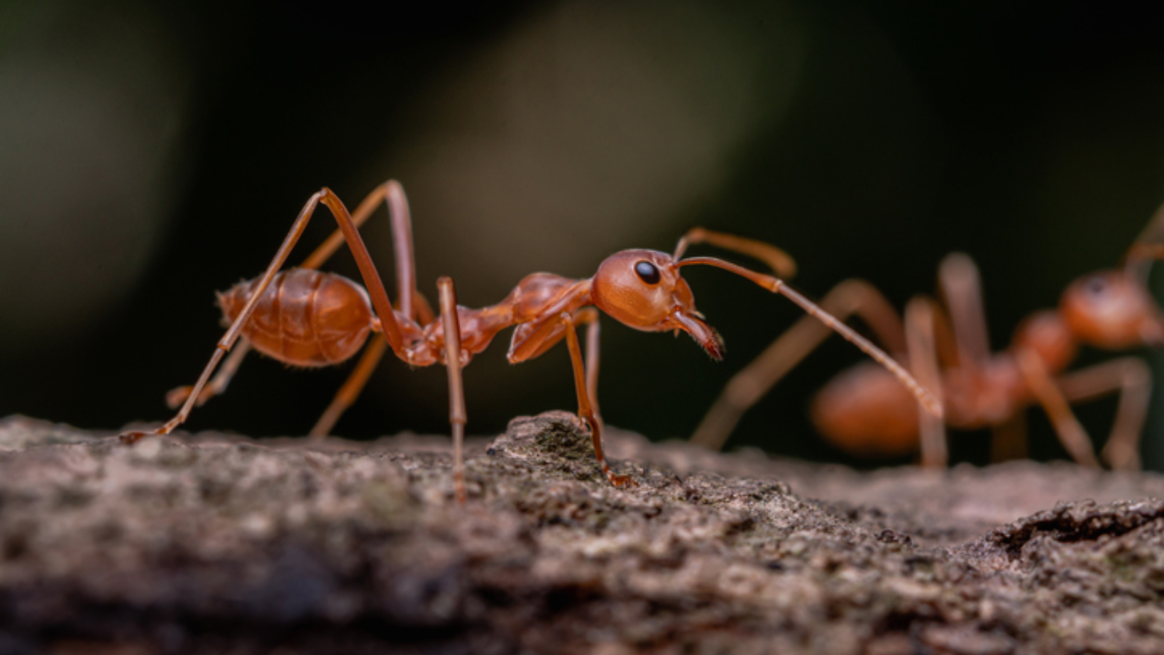 How To Prevent Ants From Coming Inside Your Home?