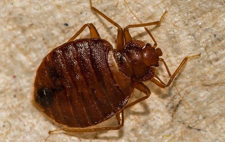 How To Professionally Get Rid Of Bed Bugs At Home