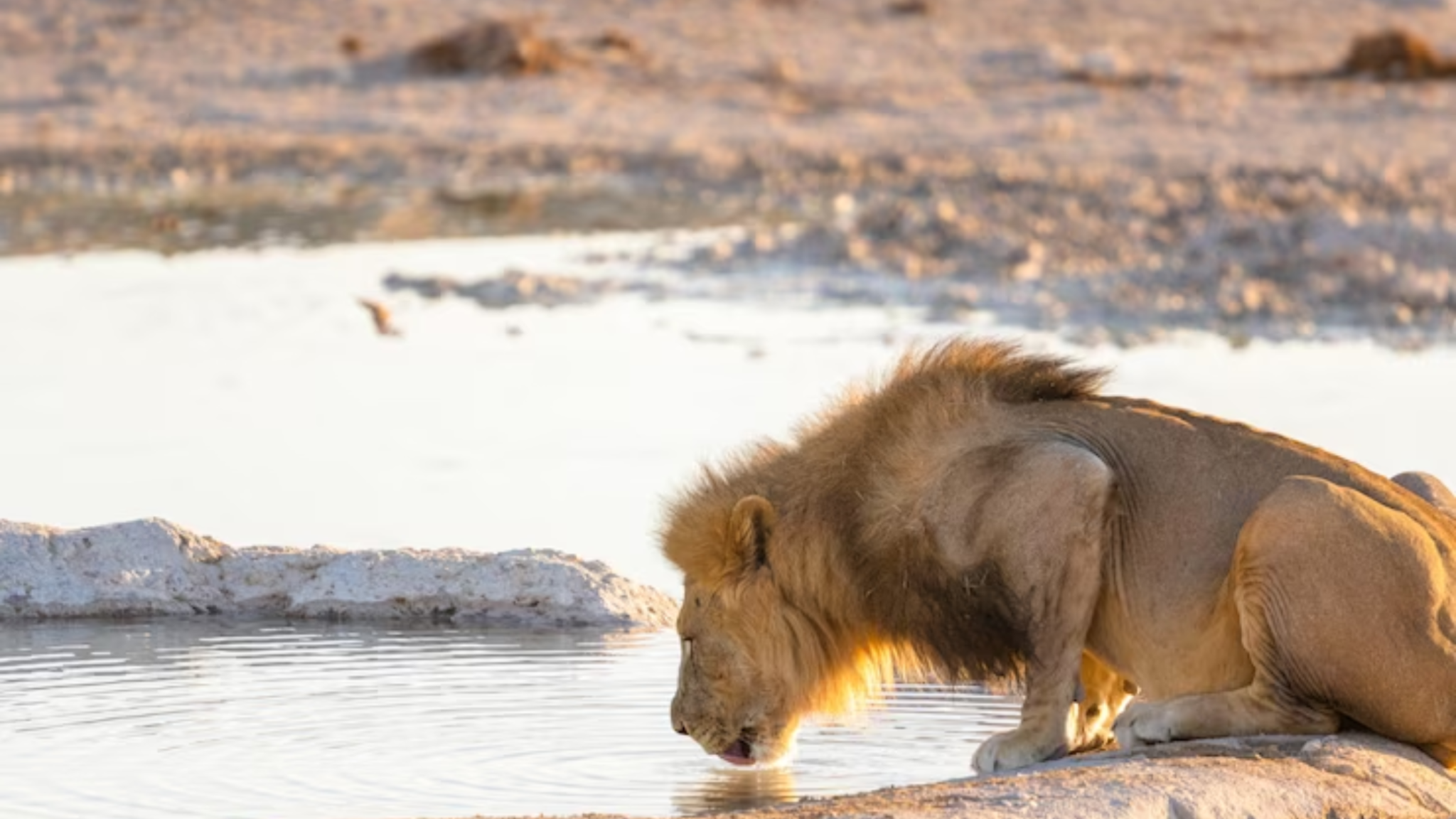 What Animals Eat Lions - Handy Man Tips