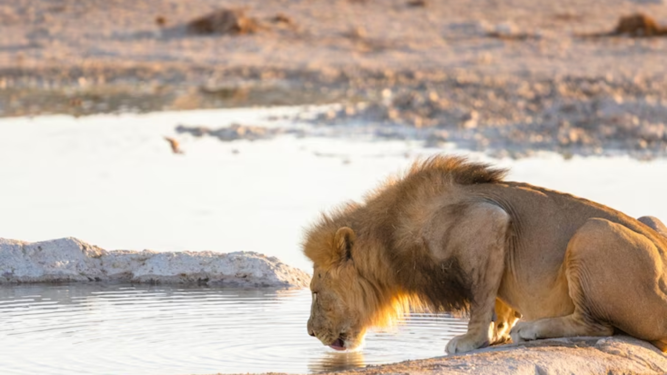 What Animals Eat Lions