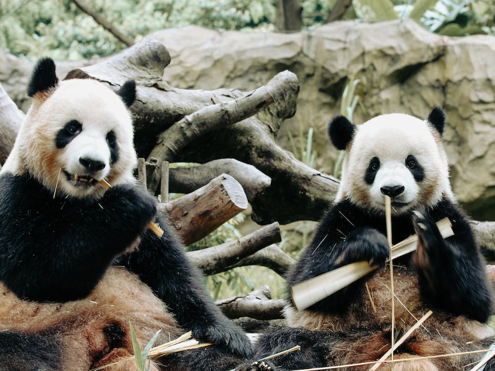 What Food Do Pandas Eat? Explore with the Amazon Quiz
